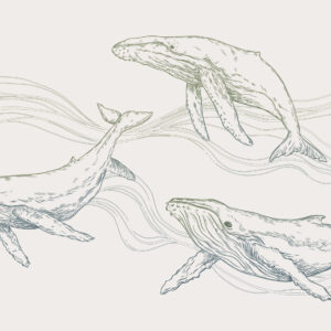 Carta da parati Balene nell'oceano, animali marini, line art, minimalismo, colori verdi e blu