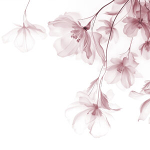 Carta da parati Fiori rosa con petali traslucidi appesi a un ramo, rosa e bianco, composizione d'arte moderna minimalista