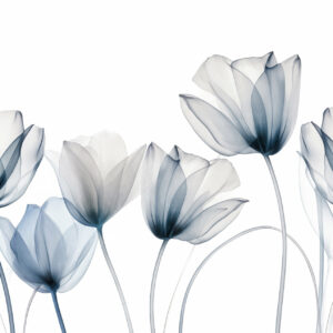 Carta da parati Fiori di tulipano blu e bianchi traslucidi con steli lunghi, su sfondo chiaro, arte floreale delicata e ricca di texture